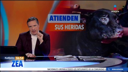 Perrita sufre quemaduras por explosión provocada por su dueño en Tecámac