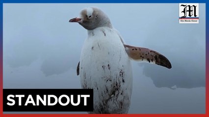 Rare all-white penguin spotted in Antarctica