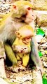 Baby Viral Mankey Short, Funny Mankey Reels, Mankey Video, Bandar Shorts Video, Langoor Viral Video, New Animals Video, Wildlife Animals Video #Animals#Mankeyvideo#Wildeanimals