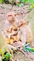 Animals Video New, Trending Video, Hindi Animals Video,Bandar Shorts Video,#Animalsvideo#Funnymankey#Animals