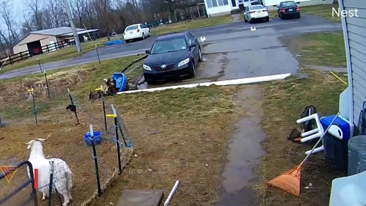 Man Chases Runaway Horse Caught on Nest Camera | Doorbell Camera Video