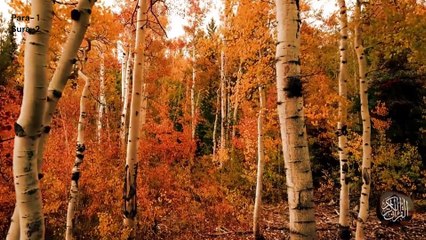 Surah Bakrah Qari Jamal al Ossye