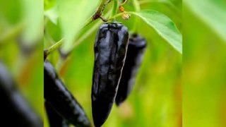 Black pepper/Black chilli plant#black pepper