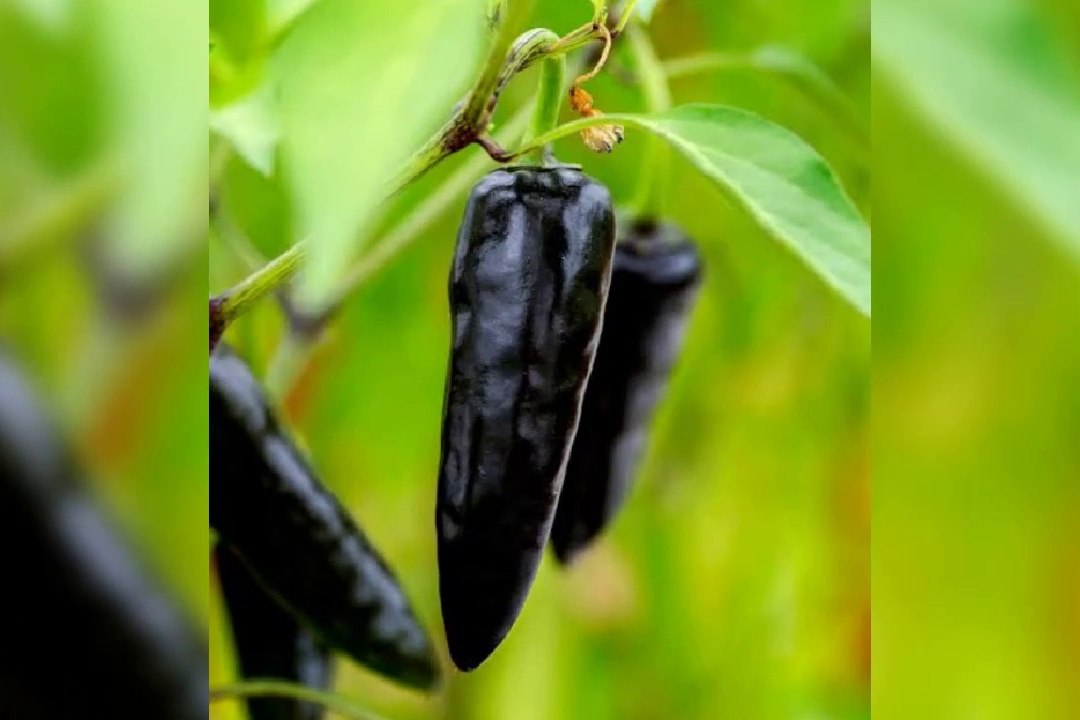 Black pepper/Black chilli plant#black pepper