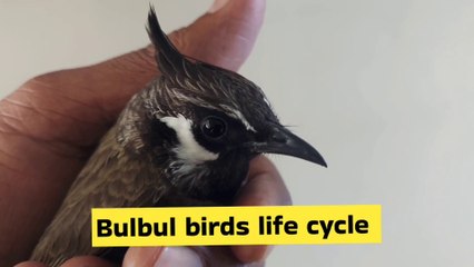 Bird life cycle | birds | baby birds