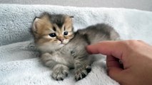 Cute kitten who loves mother cat too much and bites her sweetly...