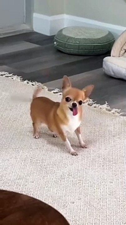 Just Funny Animal Part 3
