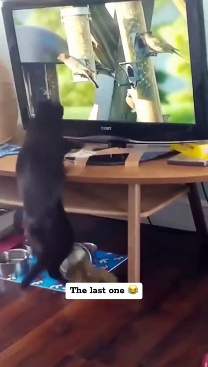 Just Funny Animal Part 6