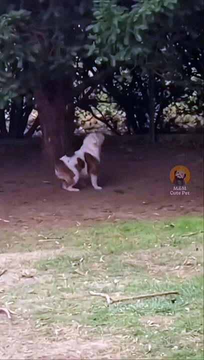 Just Funny Animal Part 7