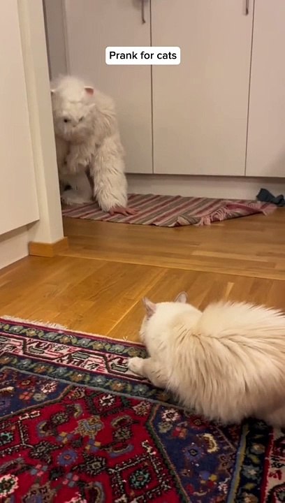 Just Funny Animal Part 8