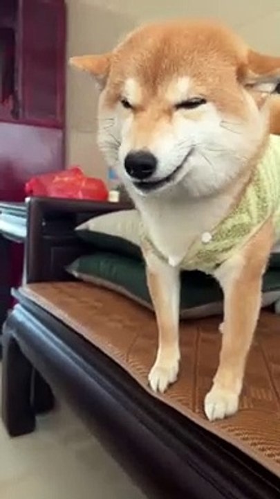 Just Funny Animal Part 9