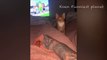 Funny Dogs And Cats Videos 2023 -- - Best Funniest Animal Videos Of The week _3(720P_60FPS)