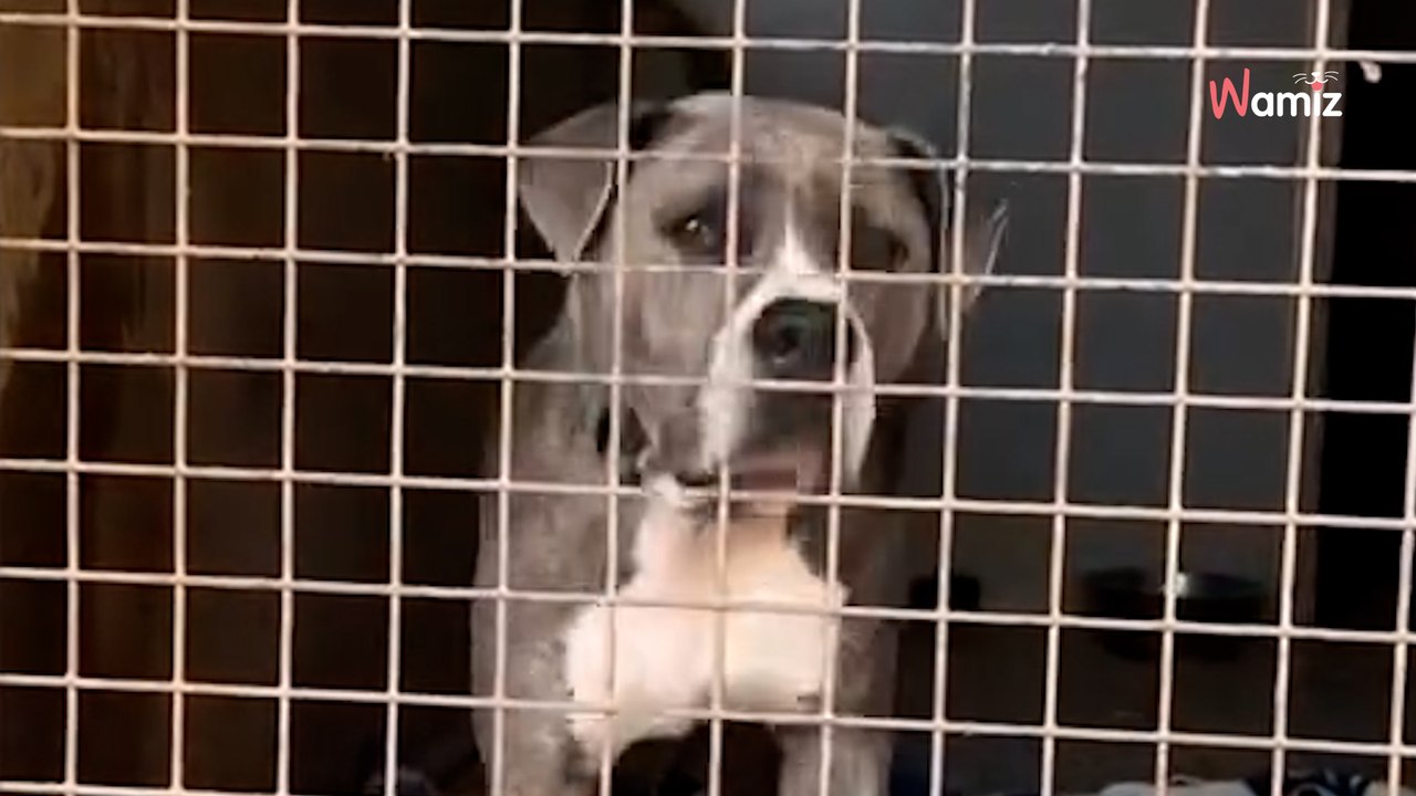 Familie adoptiert Hund, den niemand wollte: Monate später fällt das Tierheim aus allen Wolken