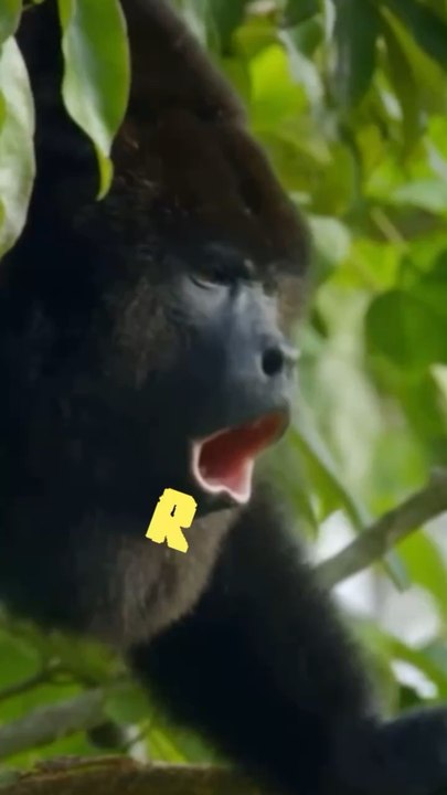 Les vocalises chez les primates !