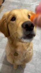 Heartwarming Bites of Joy with a Carrot-Loving Pup! || Heartsome 