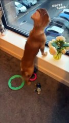 Cute Dog's Pure Joy at Owner's Return! || Heartsome 