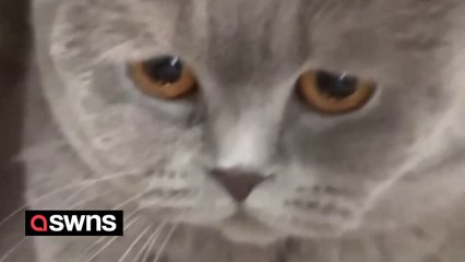 Guilty cat pulls sad face after shattering owner's mirror