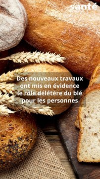 Le lien entre blé et sclérose en plaques