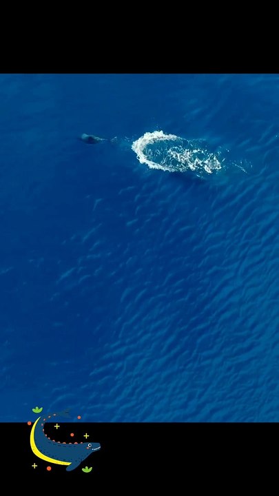 Killer Whale vs Dolphin