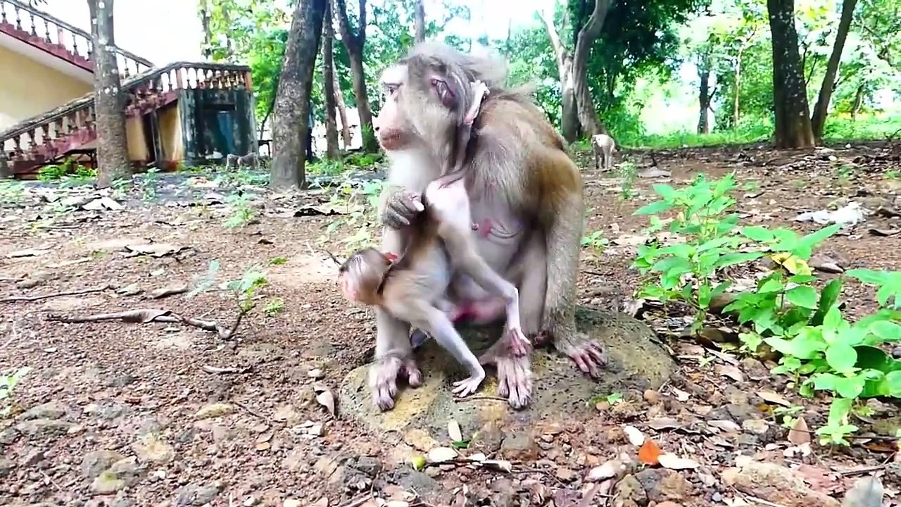 Poor mother worries about baby stronger, Monaco is dare to attack with huma, Molia reject hard (720p_25fps_H264-192kbit_AAC)