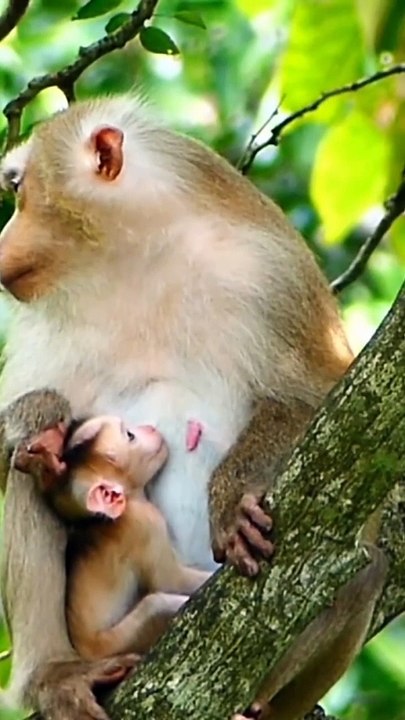 Poor mother who feed hungry baby #shorts (1280p_25fps_H264-192kbit_AAC)