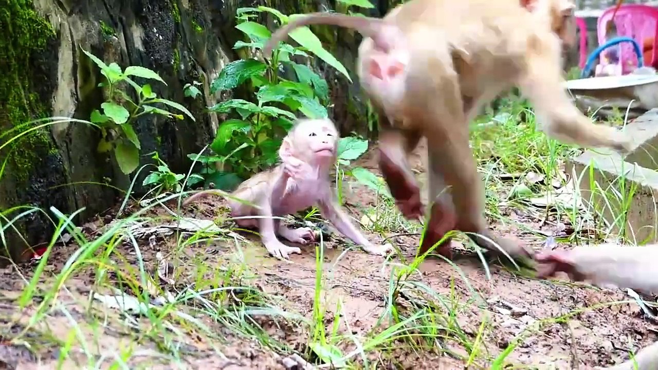 Poor Rockstar Baby Practices Walking With Steep Area (720p_25fps_H264-192kbit_AAC)