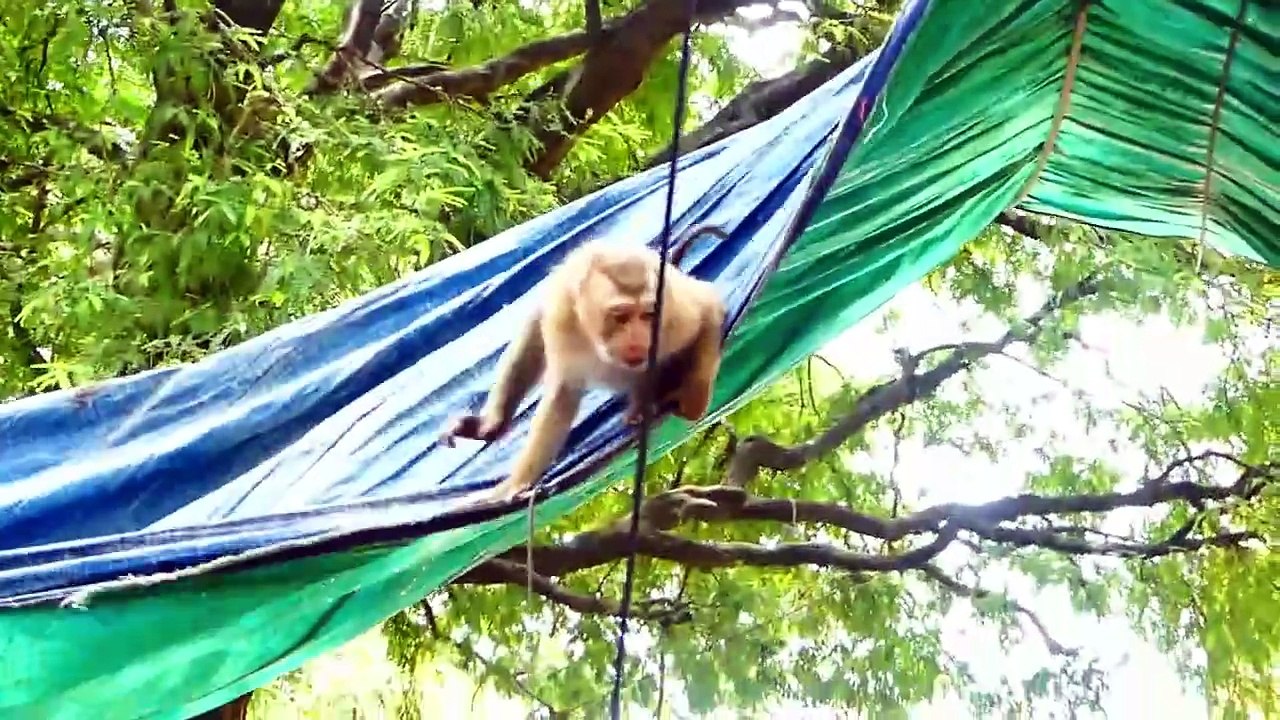 Poor Rozy doesn't want to meet the problem with teenaged monkey, Rozy walk away rapidly (720p_25fps_H264-192kbit_AAC)