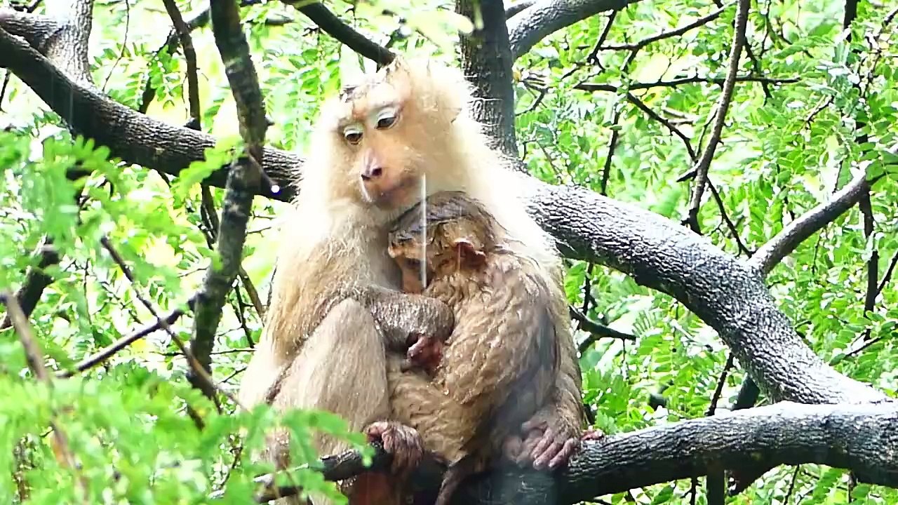Poor Rozy mom make the shelter for son Rockstar during rainfall, Rockstar feel so cold (720p_25fps_H264-192kbit_AAC)