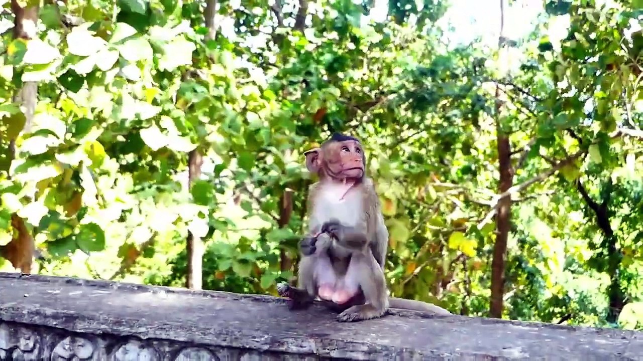Poor Sada baby and Bella girl get scared of big monkey attack, Sabe escape both of them far (720p_25fps_H264-192kbit_AAC)