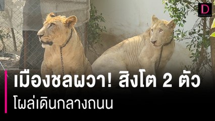 เมืองชลผวาอีกแล้ว! สิงโต 2 ตัวโผล่เดินกลางถนน แถมถูกเลี้ยงรวมร็อตไวเลอร์| HOTSHOT เดลินิวส์ 25/01/67