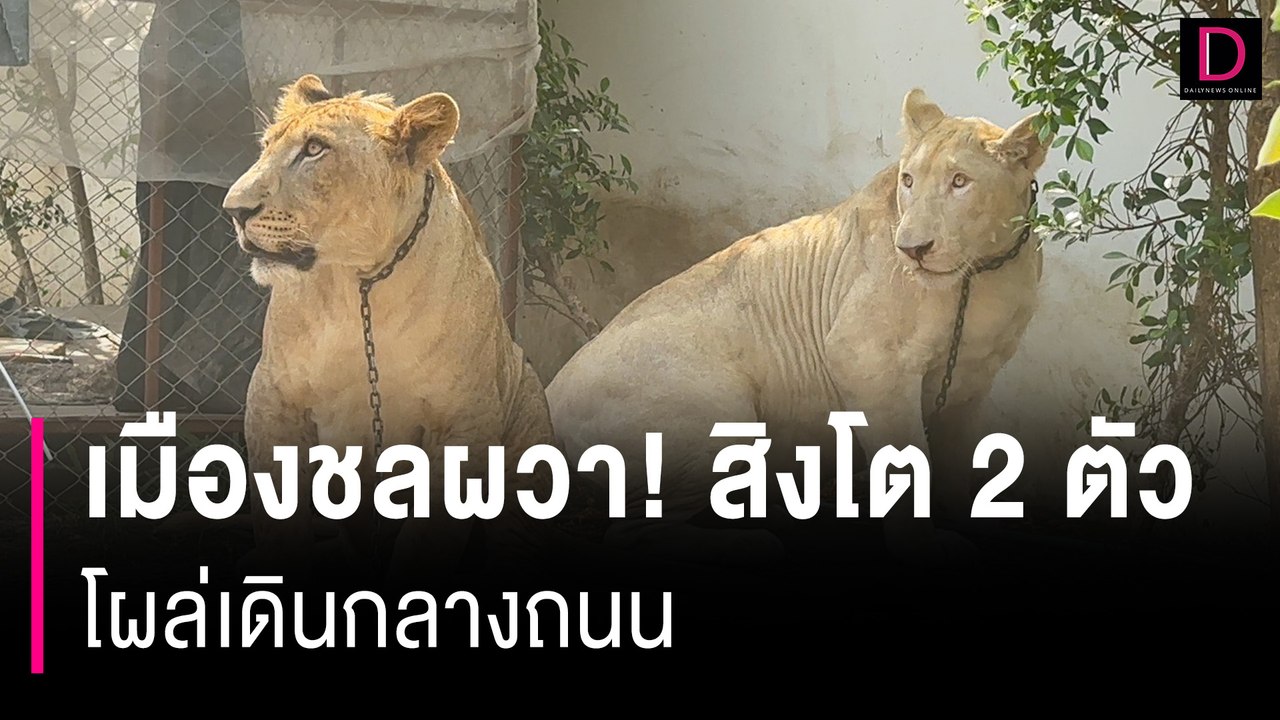 เมืองชลผวาอีกแล้ว! สิงโต 2 ตัวโผล่เดินกลางถนน แถมถูกเลี้ยงรวมร็อตไวเลอร์| HOTSHOT เดลินิวส์ 25/01/67