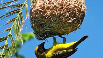 15 Unbelievable Birds Nests