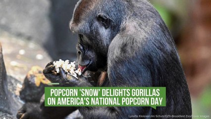 Popcorn 'Snow' Delights Gorillas On America's National Popcorn Day