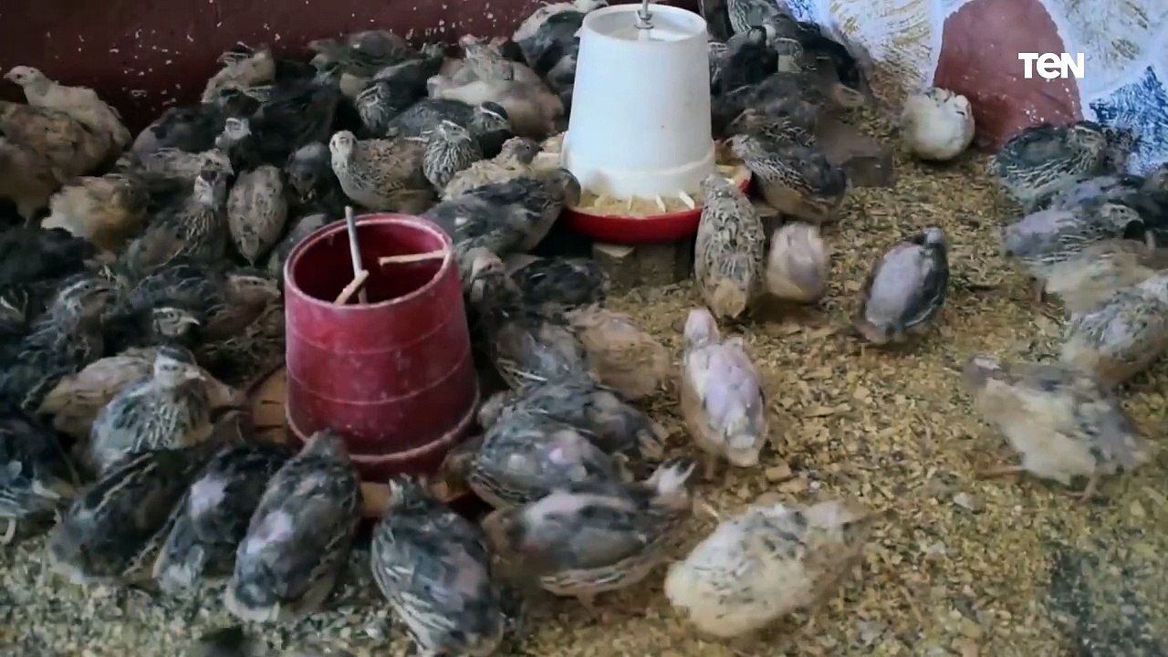 "بروتينه عالي وغذاء مثالي لأصحاب الأمراض المزمنة".. أستاذ أمراض دواجن يتحدث عن أنواع السمان وفوائده