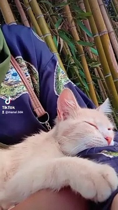 Cute cat