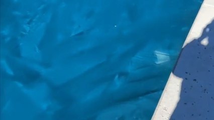 'Day 3 of Dallaska' - Dallas woman's entire pool is frozen solid in broad daylight!