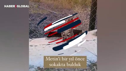 Download Video: Görme yeteneğini kaybeden sokak kedisinin hayatını değiştirdiği anlar yürekleri ısıttı: ''Sevgi ile yönünü buldu''