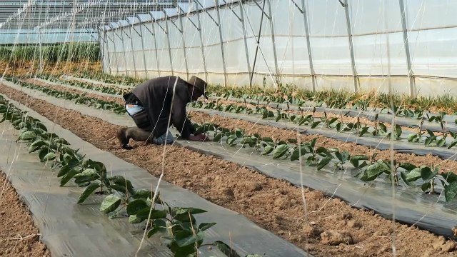 Les Agrofrangins, par les soirs bleus d’été Bande-annonce VF