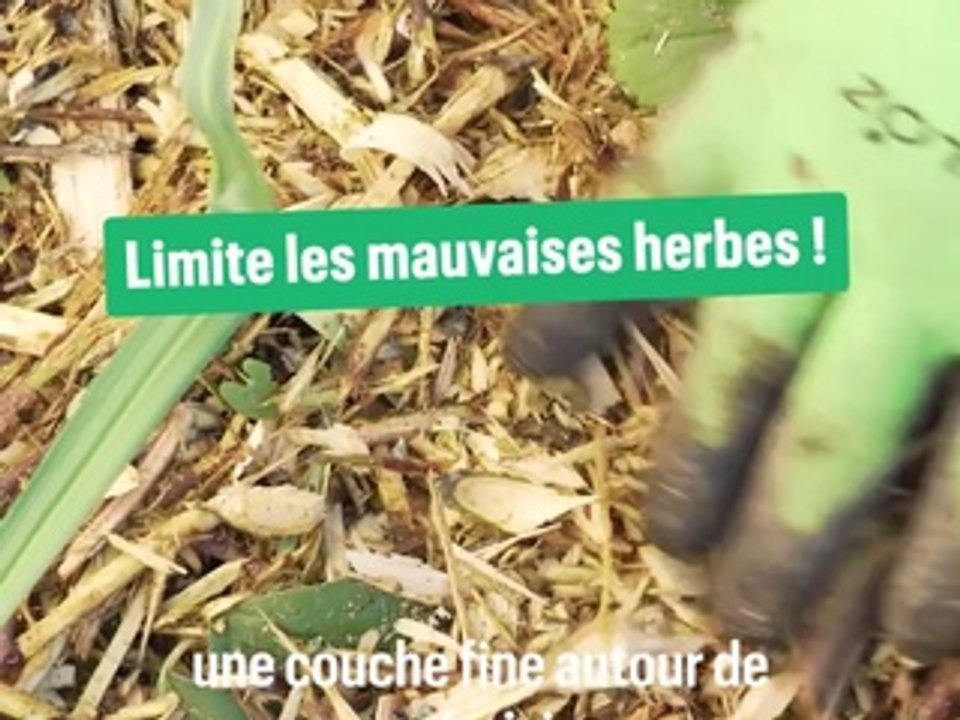 Pourquoi et comment utiliser du BRF au jardin ?