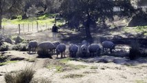 Cerdos de Arturo Sánchez en su segunda montanera