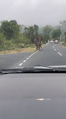 Elephantine escapade: Adventure meets majesty in the woods