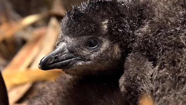 Three new rare African penguin chicks born at UK wildlife park