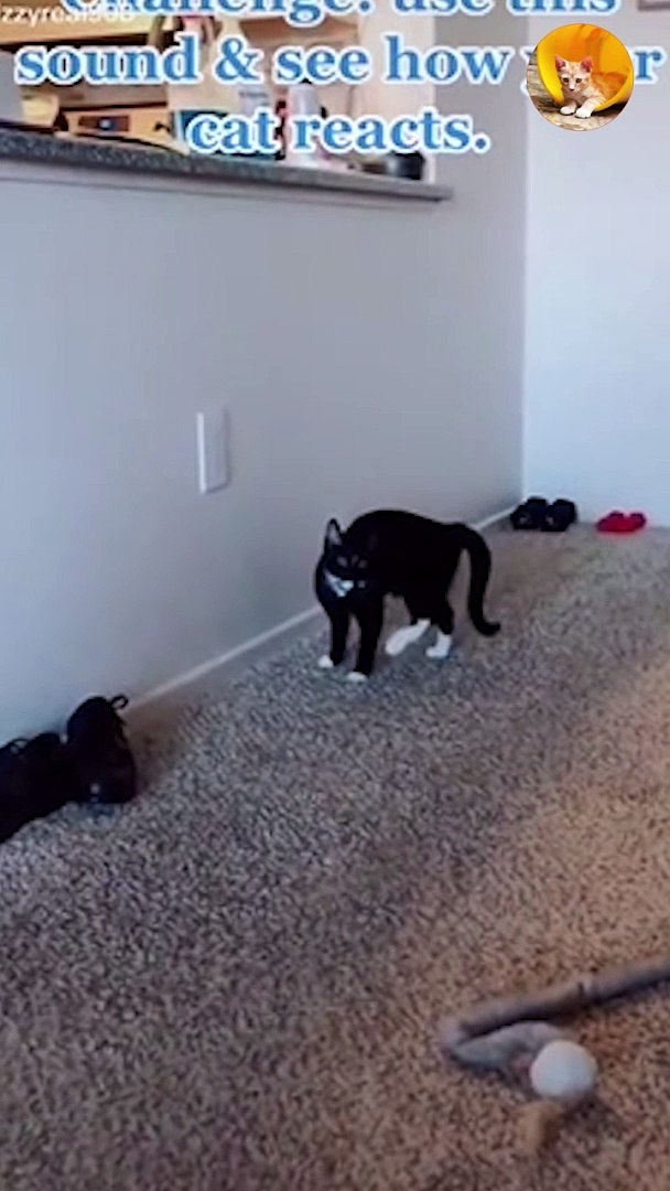 cute cat | funny cats| cutest cats