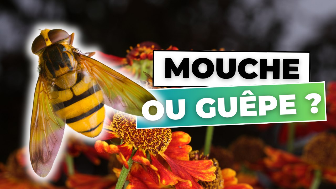 Mouche ou Abeille ?