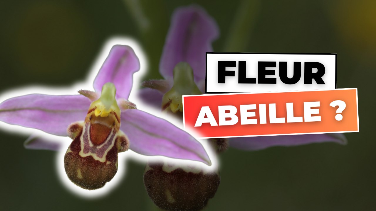Une abeille qui s'accouple avec une fleur ?