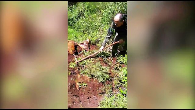 Conforme médica veterinária, tutor matou cachorros para não fazer adequações que indicavam maus-tratos