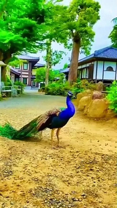 Beautiful peacock dance