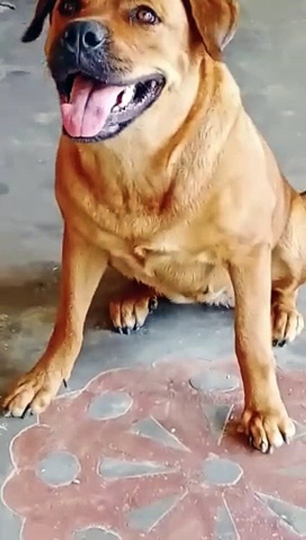 ⁣Dog sound｜｜dog barking｜｜#shorts #dogbarking #viralshorts #youtubeshorts #dog sound