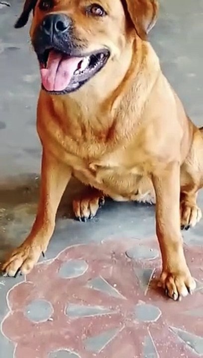 Dog sound｜｜dog barking｜｜#shorts #dogbarking #viralshorts #youtubeshorts #dog sound