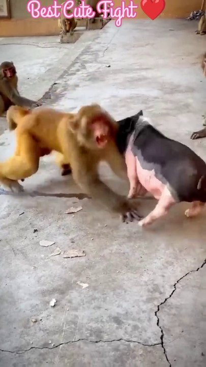 ll Best Funny Video ll
